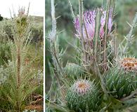 Cirsium brevistylum