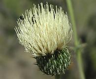 Cirsium canescens