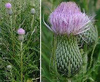 Cirsium carolinianum