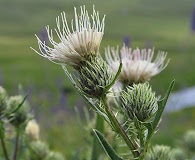 Cirsium clavatum