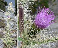 Cirsium eatonii