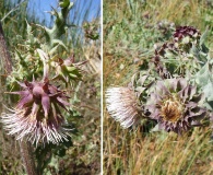 Cirsium fontinale