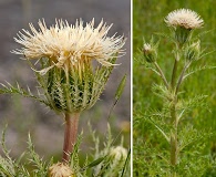 Cirsium horridulum