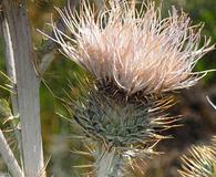 Cirsium inamoenum