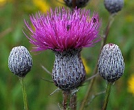 Cirsium muticum