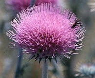 Cirsium neomexicanum