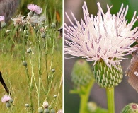 Cirsium nuttallii