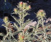 Cirsium ochrocentrum