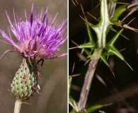 Cirsium virginianum