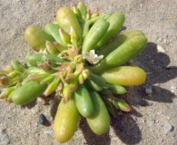 Cistanthe ambigua