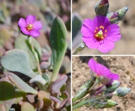 Cistanthe maritima