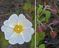 Cistus salviifolius