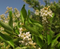 Citharexylum berlandieri