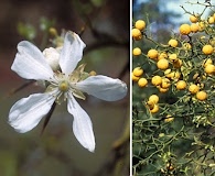 Citrus trifoliata