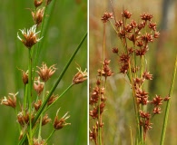 Cladium mariscoides