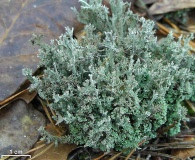 Cladonia atlantica