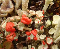 Cladonia borealis