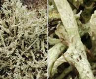 Cladonia boryi