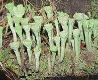 Cladonia carneola