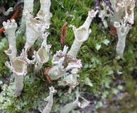 Cladonia cenotea