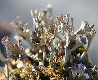 Cladonia cervicornis