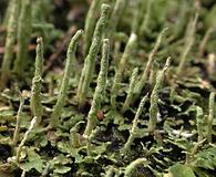 Cladonia coniocraea