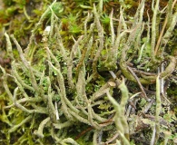 Cladonia cornuta