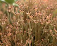 Cladonia crispata