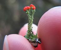 Cladonia cristatella