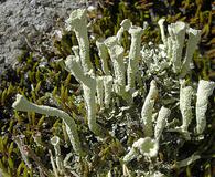 Cladonia deformis