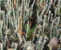 Cladonia ecmocyna