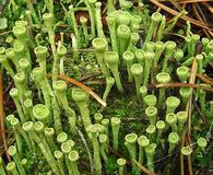 Cladonia fimbriata