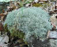 Cladonia furcata