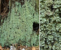 Cladonia incrassata