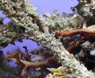 Cladonia macrophylla