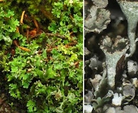 Cladonia macrophyllodes