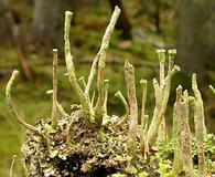 Cladonia ochrochlora