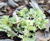 Cladonia prostrata