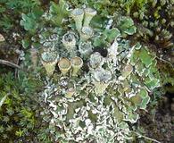 Cladonia pyxidata