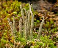 Cladonia rei