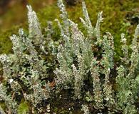 Cladonia squamosa