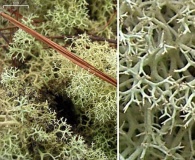 Cladonia subtenuis