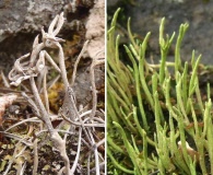 Cladonia subulata