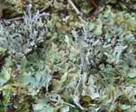 Cladonia symphycarpa