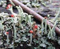 Cladonia transcendens