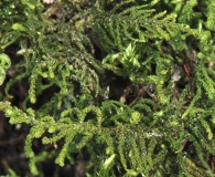 Claopodium bolanderi