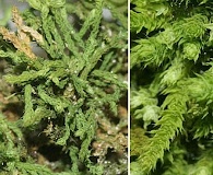 Claopodium rostratum