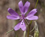 Clarkia biloba