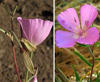 Clarkia bottae