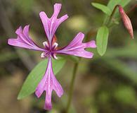 Clarkia concinna